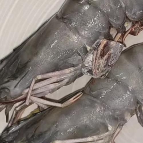 黑虎虾大虾鲜活超大老虎虾新鲜速冻深海基围虾特大海鲜九节竹节虾