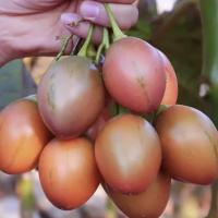 云南番茄鸡蛋傣味洋酸茄大树茄树特产蔬菜水果新鲜凉拌当季直发